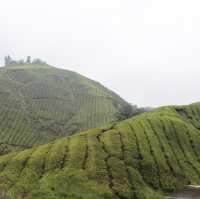 Breathtaking Tea Plantation