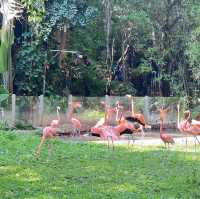 大自然的奇妙冒險！深圳野生動物園🦁🌳