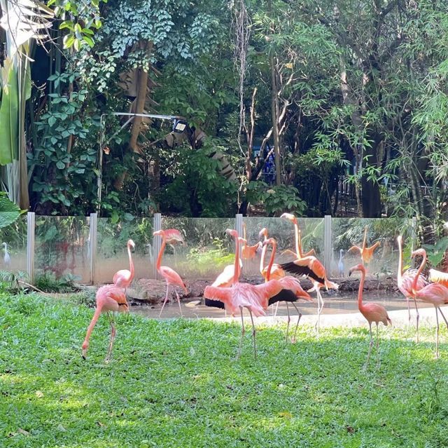 大自然的奇妙冒險！深圳野生動物園🦁🌳