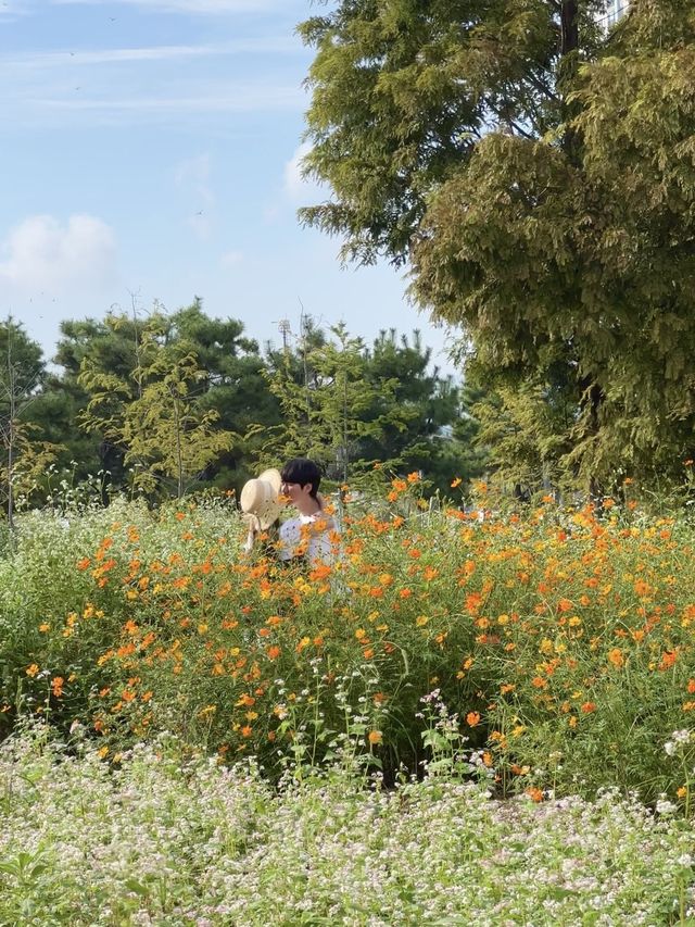 사람 없는 코스모스 보고싶다면 요기 🧡