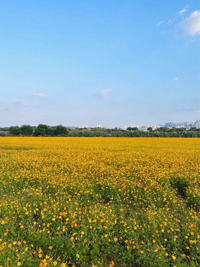대구에서 코스모스밭을 보고 싶다면?🌸