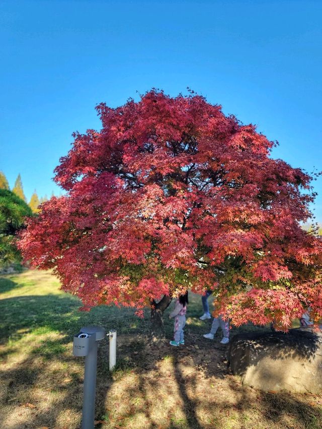 대왕단풍샷 찍고 가을 만끽하기🍁🍂