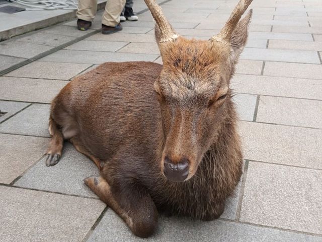 The autumn at Nara Deer Park