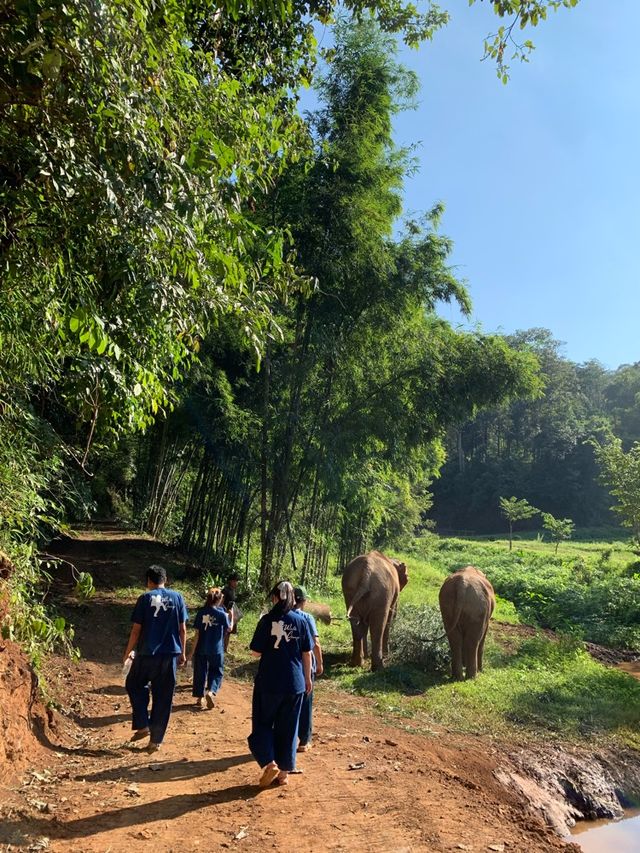 ย้อนเวลาไปเข้าแคมป์เลี้ยงช้างที่เชียงใหม่🐘