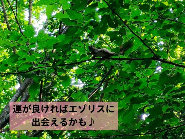 北海道神宮散策で自然を満喫♪