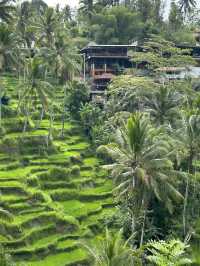 Tegalalang terraced fields - Bali