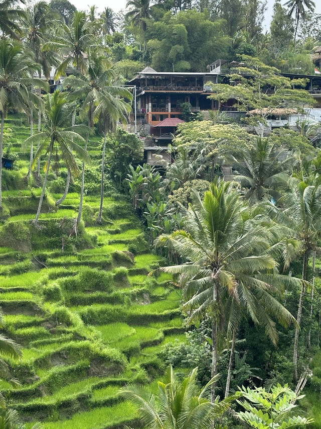 Tegalalang terraced fields - Bali