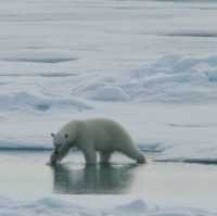 North Pole 90° unforgettable holiday