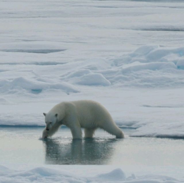 North Pole 90° unforgettable holiday