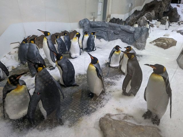 墨爾本水族館半日遊