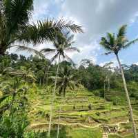 Ceking Rice Terrace 😍