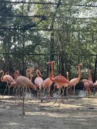Safari World
