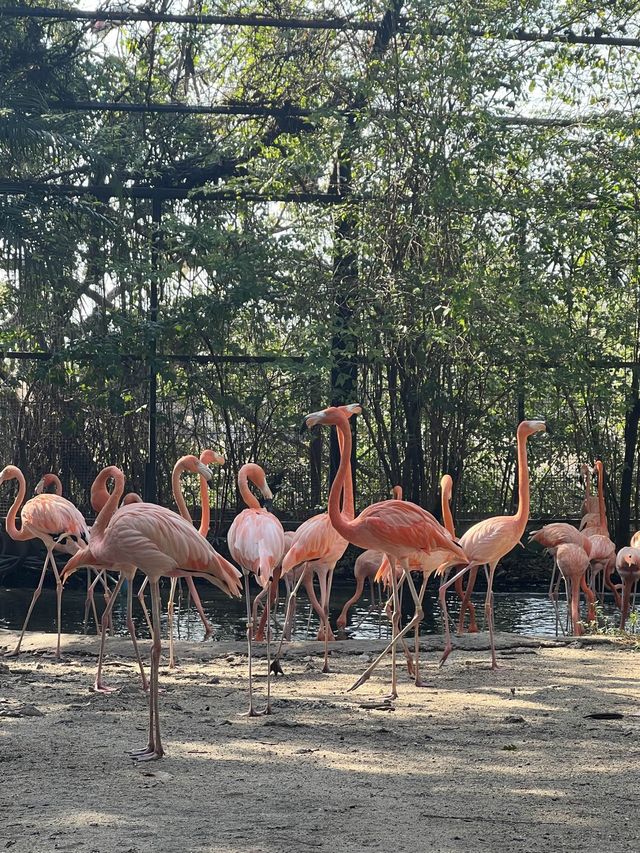 Safari World