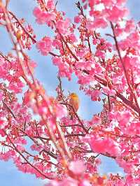 【日本一早咲きの桜】土肥桜祭り