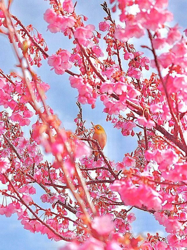 【日本一早咲きの桜】土肥桜祭り