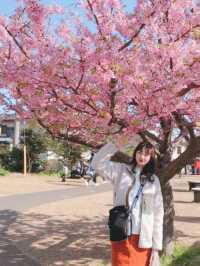 【静岡】今年のお花見はここで決まり🌸🍡【河津桜】