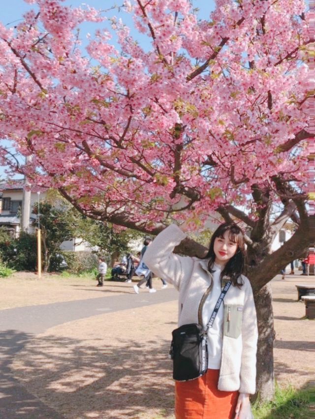 【静岡】今年のお花見はここで決まり🌸🍡【河津桜】