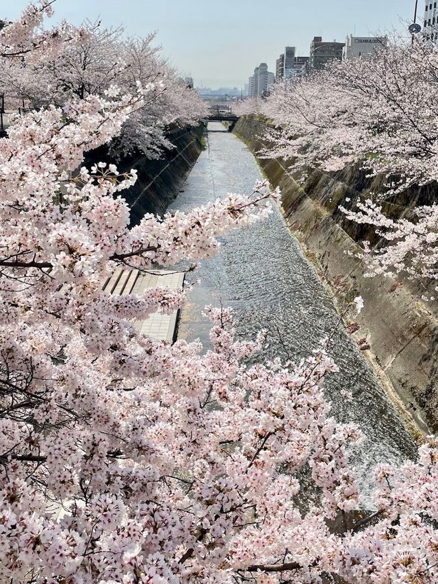 Ikutagawa River's Cherry Trees 