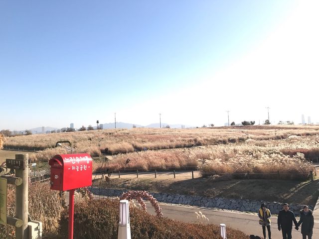 芒草天堂-韓國天空公園