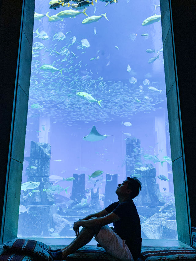 杜拜｜亞特蘭蒂斯失落空間水族館🐠