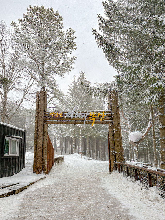 북유럽 감성 대관령 설산 명소🗻⛄️