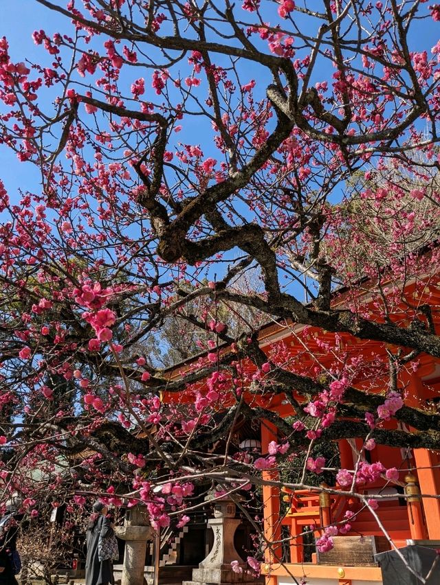 北野天満宮【北野の花手水】撫で牛の両脇の生花が華やかで綺麗