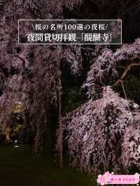 【京都×桜】2日限定開催の夜桜絶景✨樹齢180年のしだれ桜は圧巻🤩※チケット購入の注意点付き