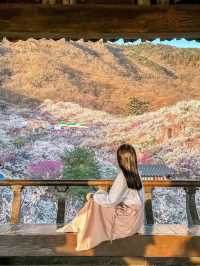 봄을 여는 광양 매화마을의 아침🌸💖