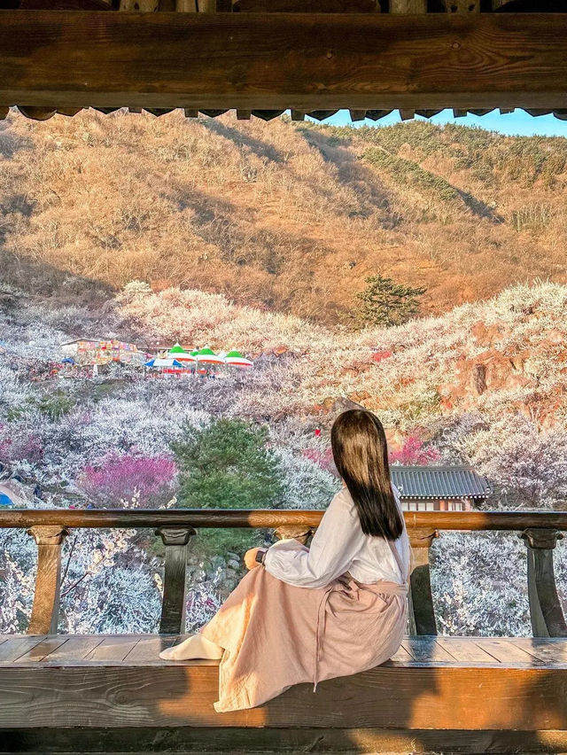 봄을 여는 광양 매화마을의 아침🌸💖
