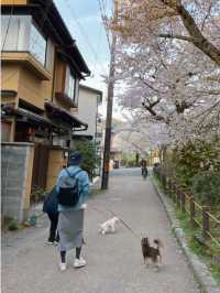 🌸哲學之道：京都山麓的春日漫步🌸