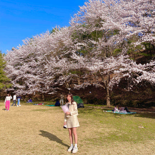 다가오는 봄 가기 좋은 대전 벚꽃 스팟 추천🌸