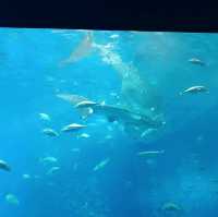 沖繩水族館內的大鯨鯊