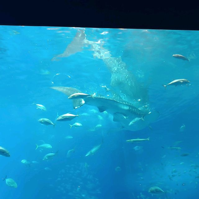 沖繩水族館內的大鯨鯊