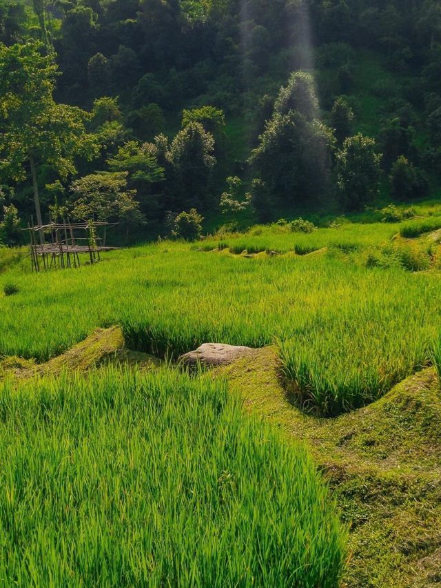 ดอยที่ชิวที่สุด ดอยลิไข่ เชียงราย 🌳