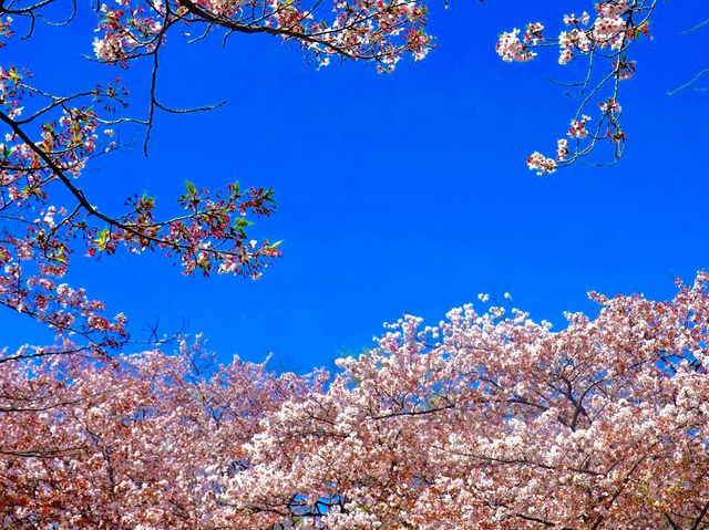 Cherry Blossoms Garden 