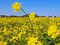 Rapeseed flower field at Noksan-ro