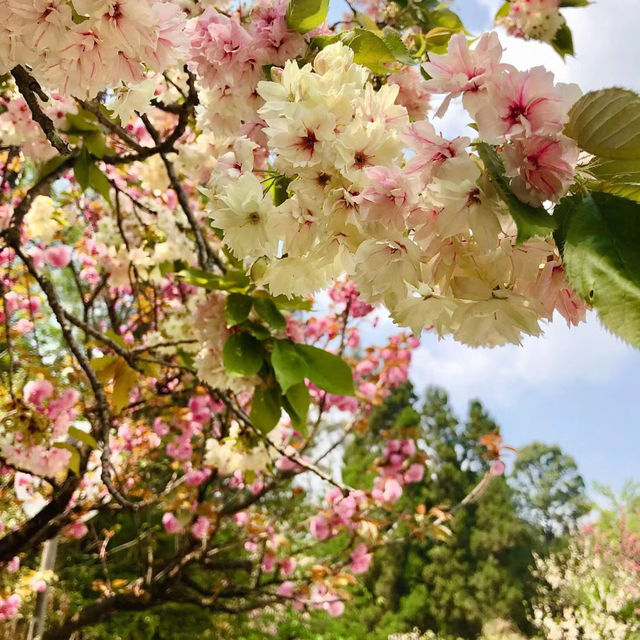 澳門大潭山郊野公園：親山體驗，美好記憶