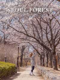 Seoul Forest Park หนึ่งในจุดชมพ็อตกตที่สวยสุดในโซล