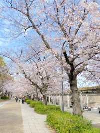 【2024年桜】大阪城公園ちょっと穴場の桜