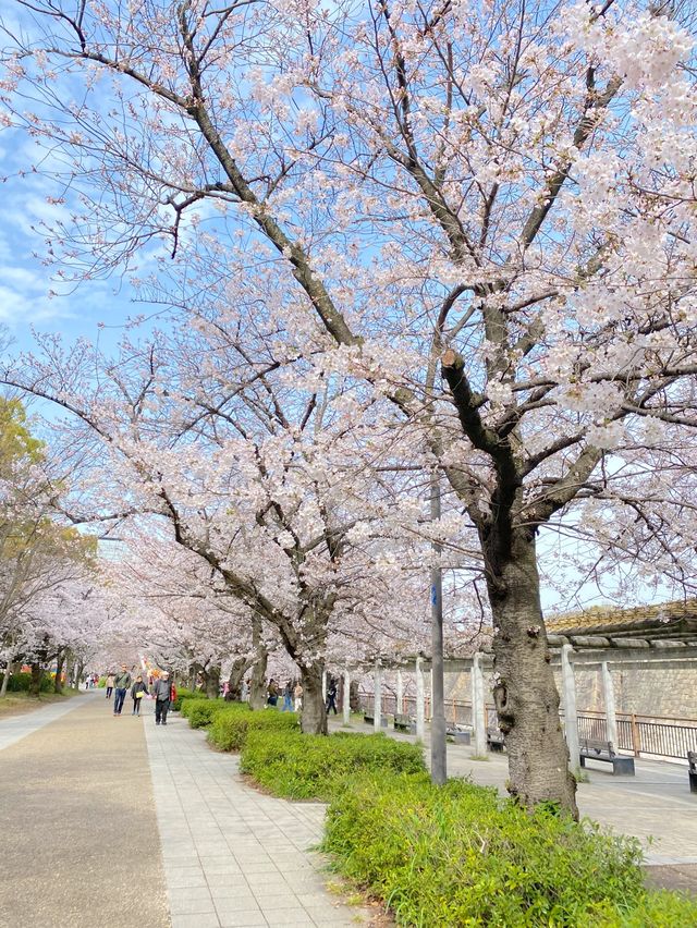 【2024年桜】大阪城公園ちょっと穴場の桜