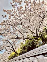 京都花見小路：櫻花盛開，適合攝影和賞櫻