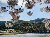 🌸京都嵐山渡月橋：櫻花盛開，春日京都的象徵