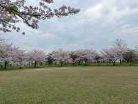 福岡・東区。さくらの並木道がオススメ。春の『みなと100年公園』