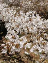 一度は見たい遅咲き桜🌸京都仁和寺🌸