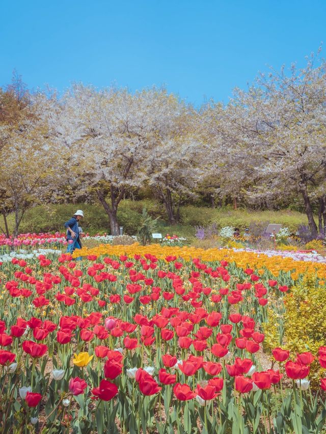서울 한복판에서 오색 튤립과 벚꽃을 동시에 볼 수 있는“연희숲속센터”  