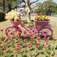 💐 Tulip Garden Blossom in Geoje Island🌷