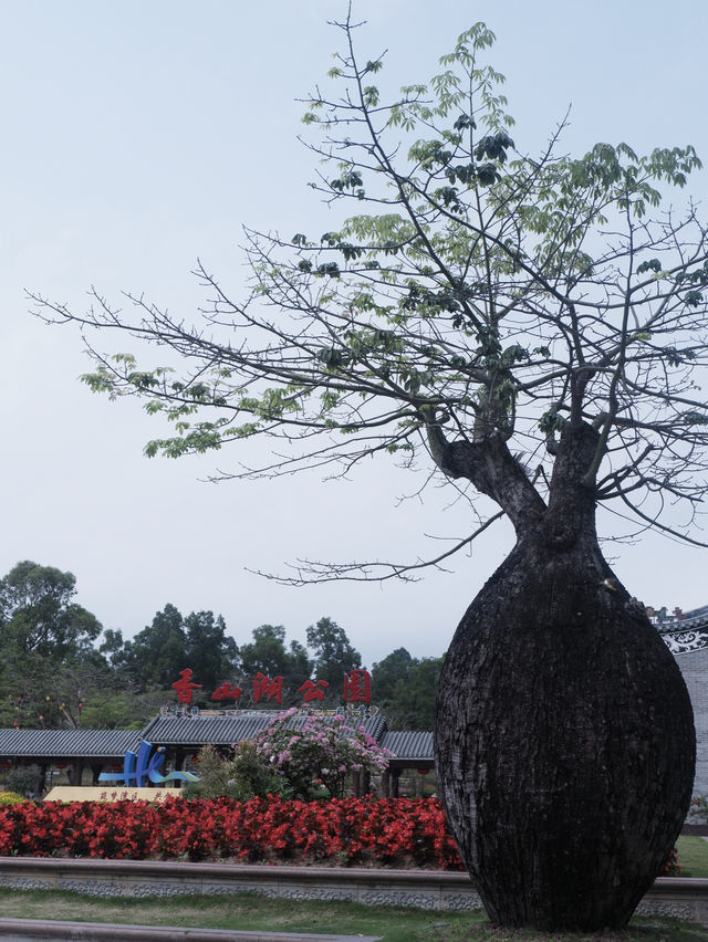 珠海免費景點，小溪花海人少