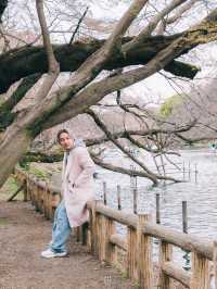 🌸 ปั่นเรือหงส์ ชมซากุระที่ Inokashira Park