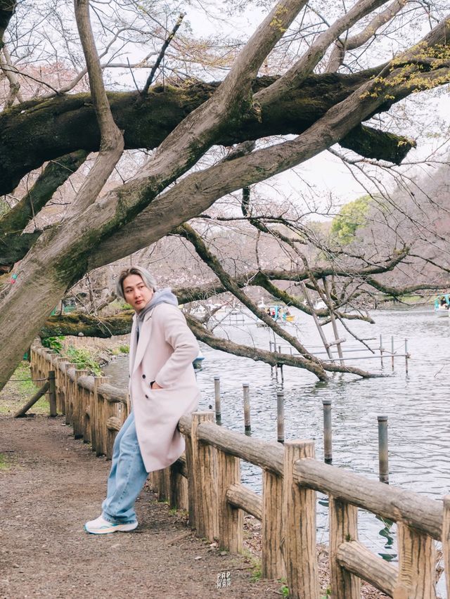 🌸 ปั่นเรือหงส์ ชมซากุระที่ Inokashira Park