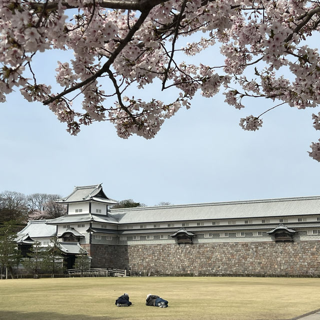 Cherry blossom in Kanazawa castle 